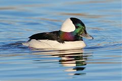 Bufflehead